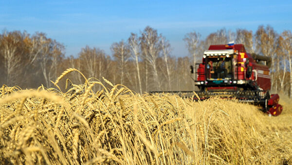 Закупка зерновых культур: куплю кукурузу в вашем регионе