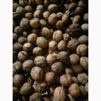 Продам грецькі горіхи нового урожаю