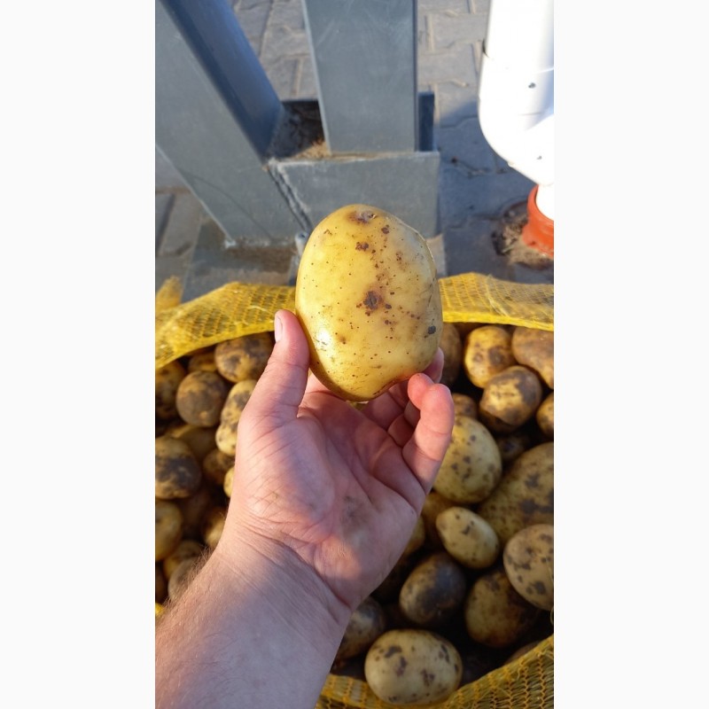 Фото 2. Продам картофель с 10 тонн. поставщика