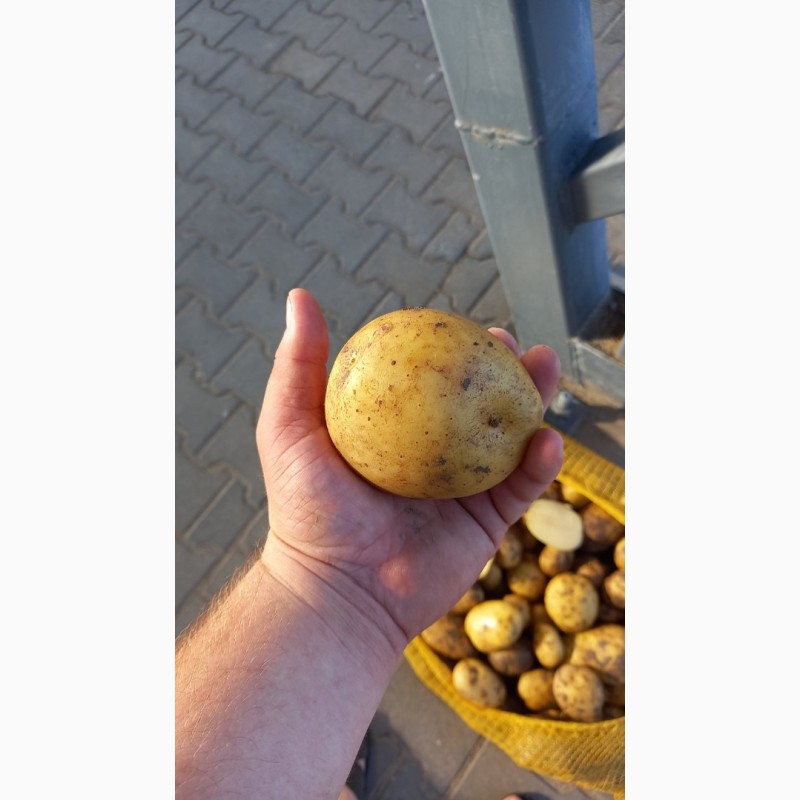 Фото 3. Продам картофель с 10 тонн. поставщика