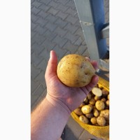 Продам картофель с 10 тонн. поставщика