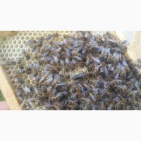 Бджоломатки Карпатка 2024р. Плідні матки. В наявності