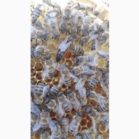 Бджоломатки Карпатка 2024р. Плідні матки. В наявності