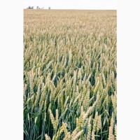 Посівний матеріал озимої пшениці ЮЛІЯ(1репродукція)