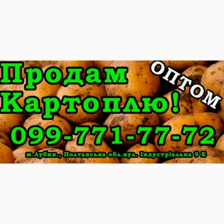 Продаю Картоплю Оптом! В наявності понад 100т