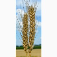 Насіння озимої пшениці Тайра (еліта) Дніпропетровська обл