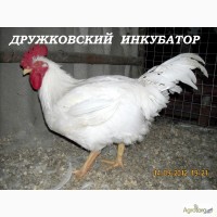 Цыплята бройлера КОББ-500