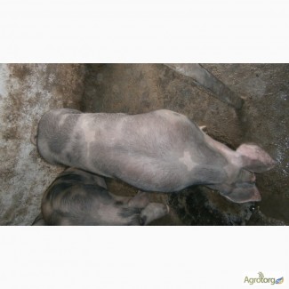 Продам свині 130-160кг породи петрен