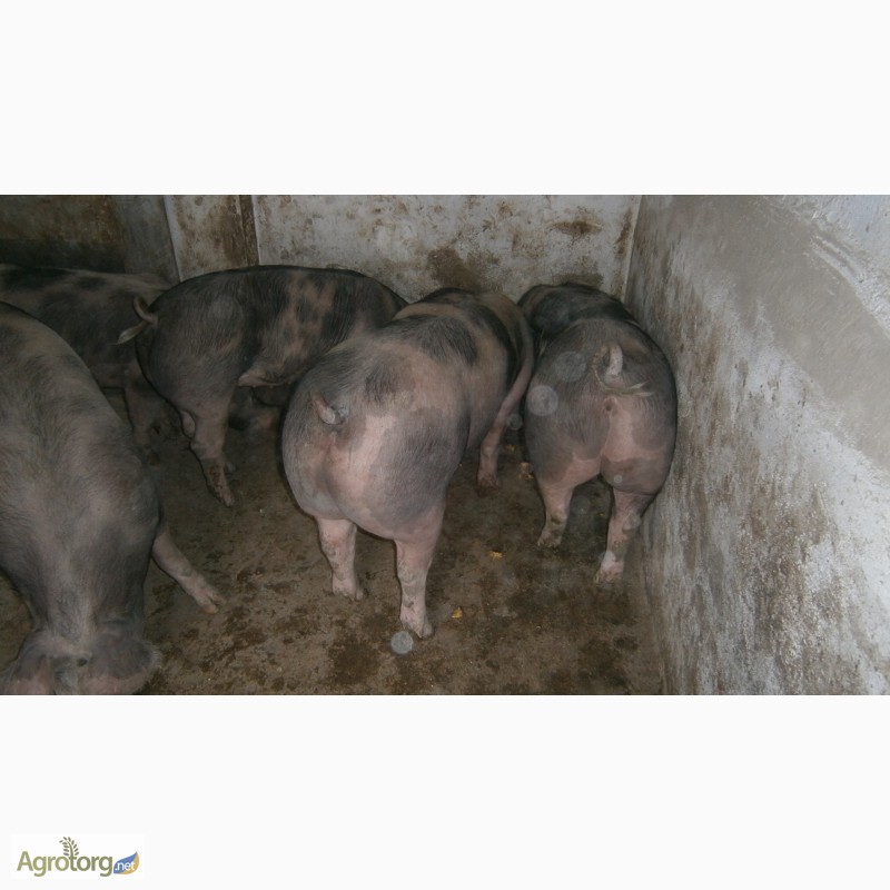 Фото 2. Продам свині 130-160кг породи петрен
