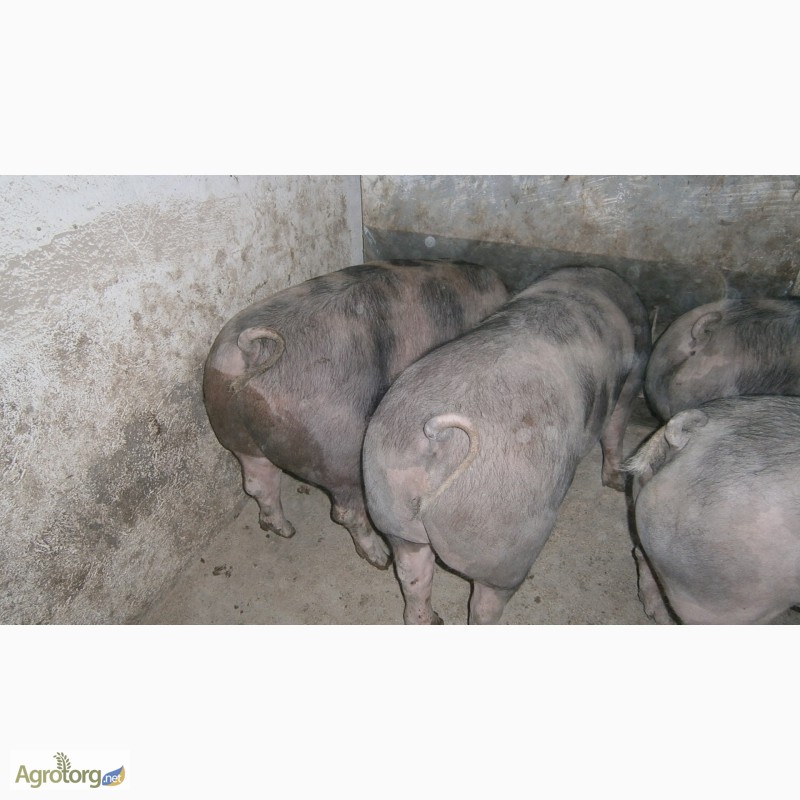 Фото 3. Продам свині 130-160кг породи петрен