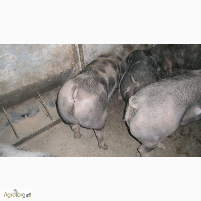 Фото 5. Продам свині 130-160кг породи петрен