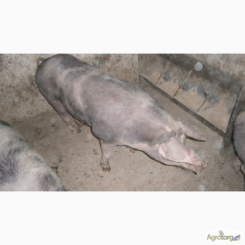 Фото 7. Продам свині 130-160кг породи петрен