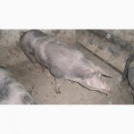 Продам свині 130-160кг породи петрен