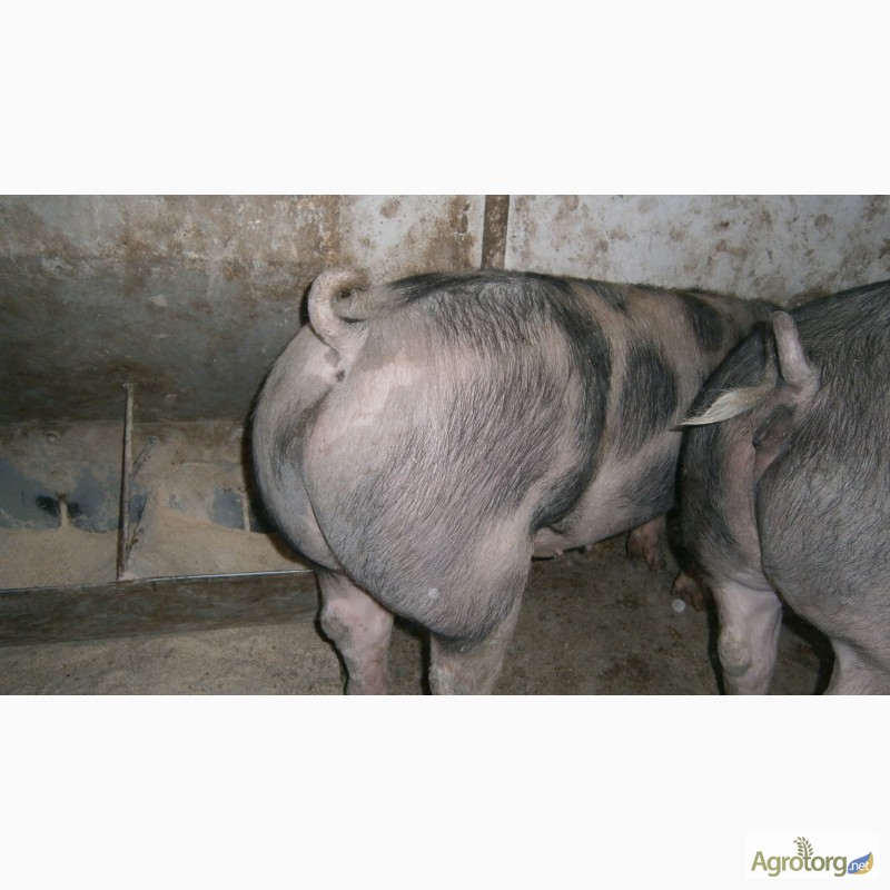 Фото 8. Продам свині 130-160кг породи петрен