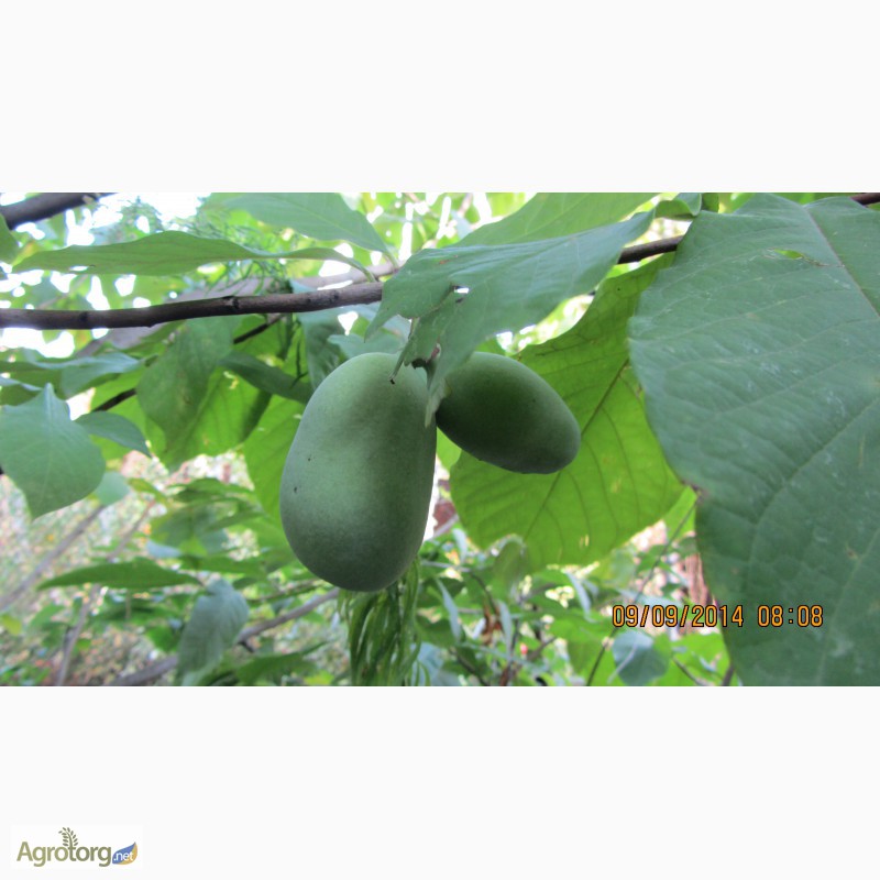 Фото 11. Фруктовая экзотика (манго, ананас, земляника в одном вкусе) - это Азимина. Саженцы Азимины