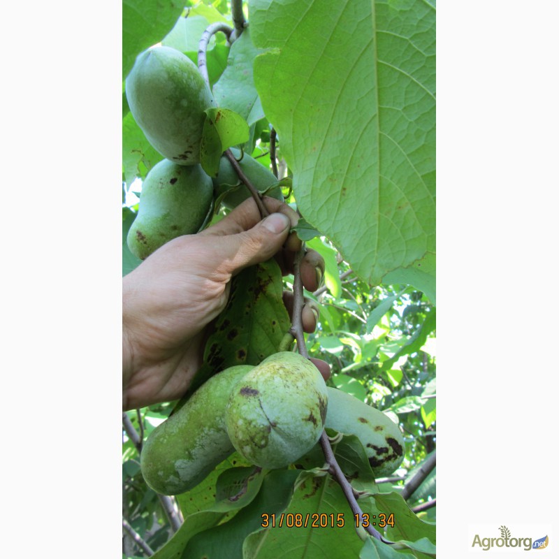Фото 14. Фруктовая экзотика (манго, ананас, земляника в одном вкусе) - это Азимина. Саженцы Азимины