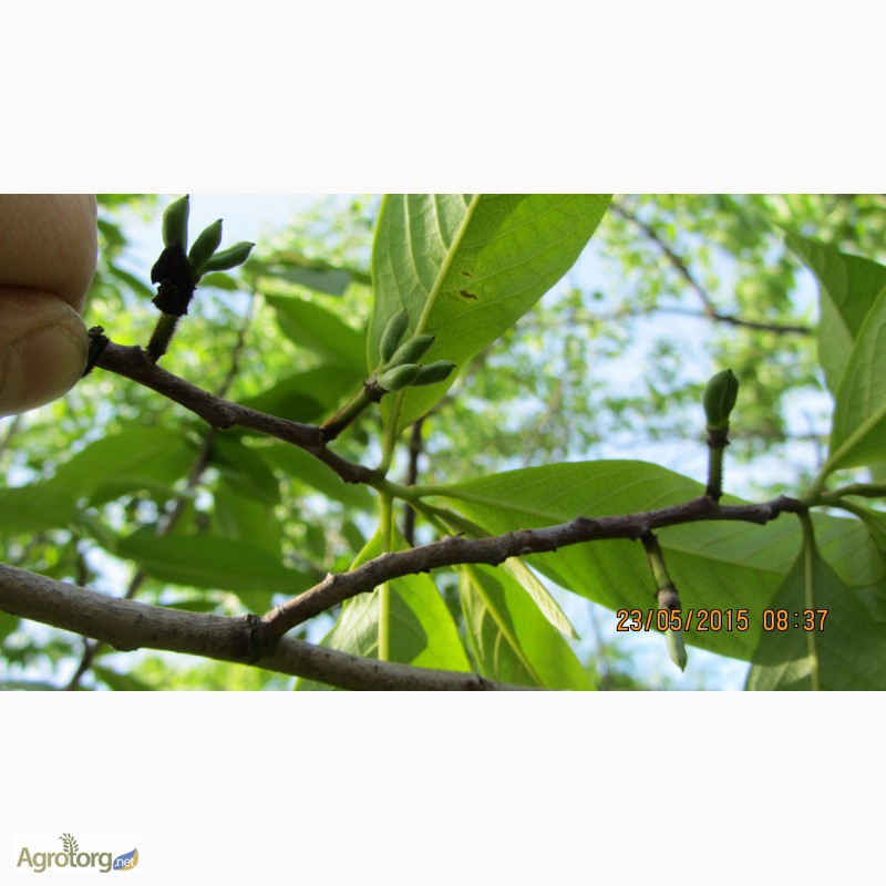 Фото 15. Фруктовая экзотика (манго, ананас, земляника в одном вкусе) - это Азимина. Саженцы Азимины