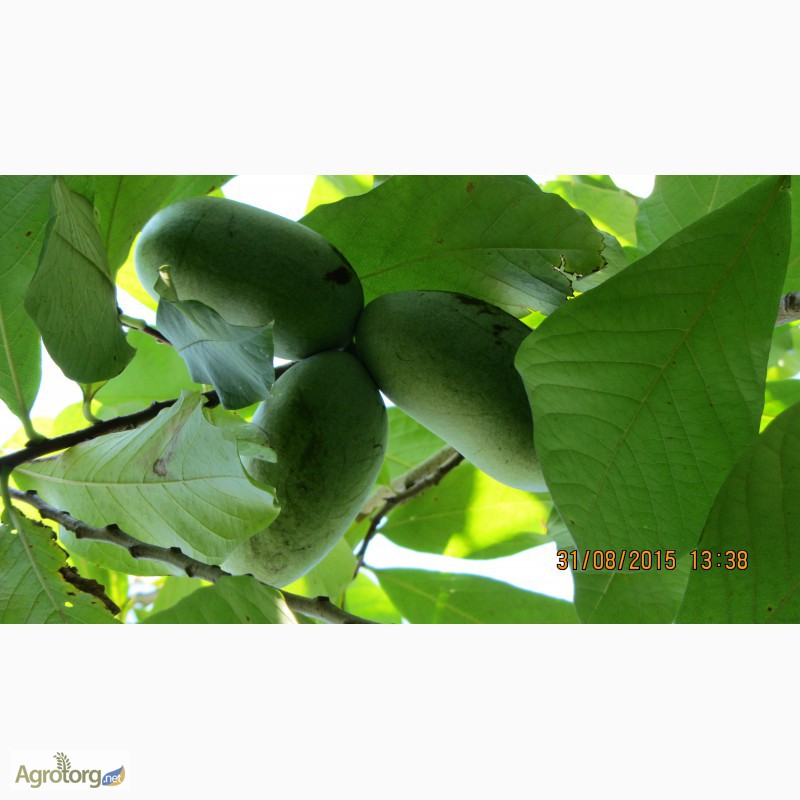 Фото 16. Фруктовая экзотика (манго, ананас, земляника в одном вкусе) - это Азимина. Саженцы Азимины