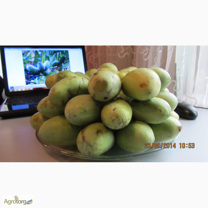 Фото 17. Фруктовая экзотика (манго, ананас, земляника в одном вкусе) - это Азимина. Саженцы Азимины