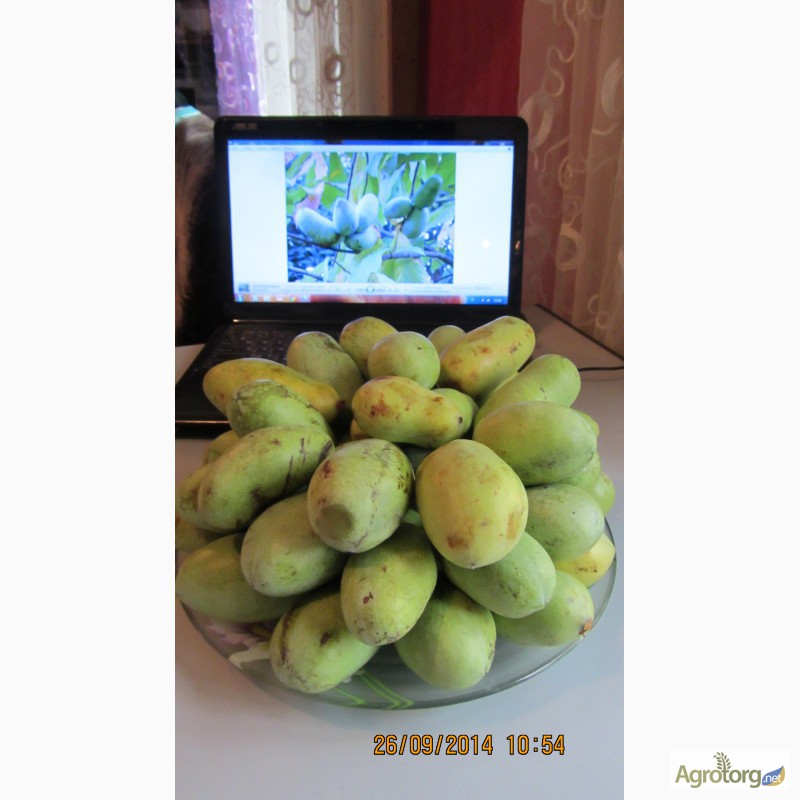 Фото 20. Фруктовая экзотика (манго, ананас, земляника в одном вкусе) - это Азимина. Саженцы Азимины