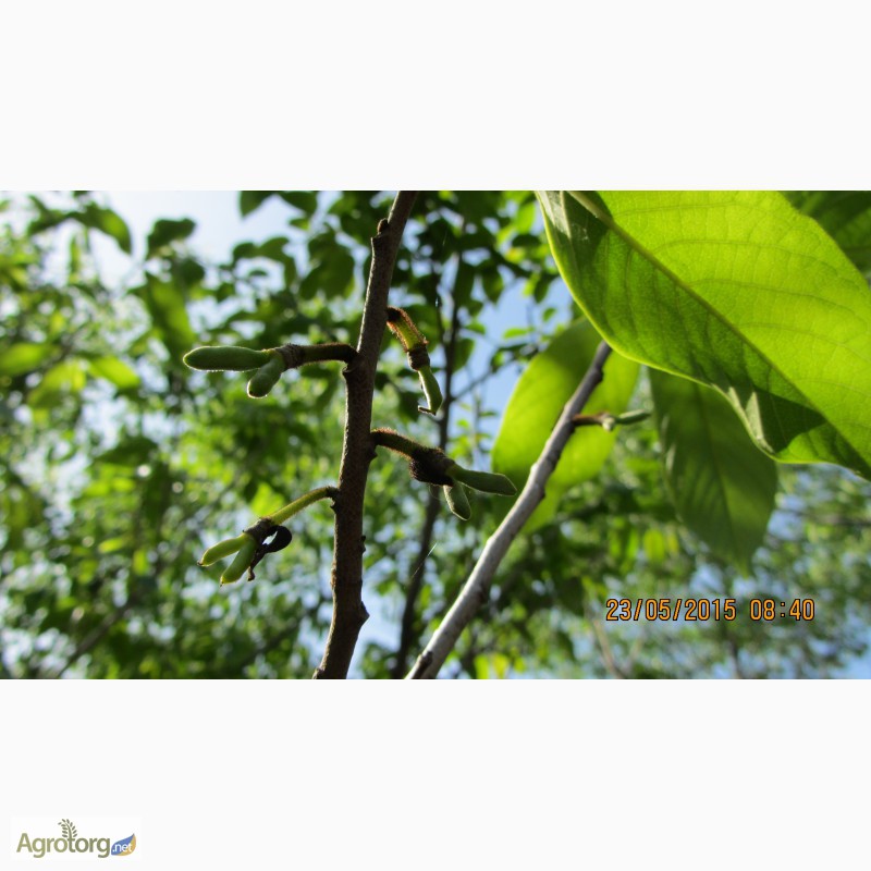 Фото 4. Фруктовая экзотика (манго, ананас, земляника в одном вкусе) - это Азимина. Саженцы Азимины