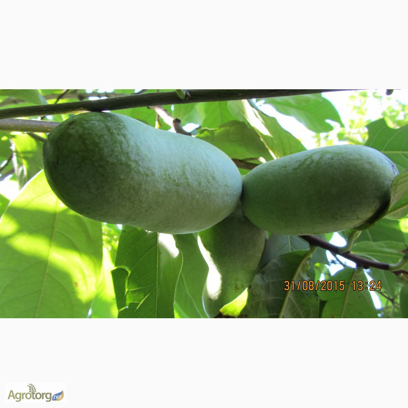 Фото 5. Фруктовая экзотика (манго, ананас, земляника в одном вкусе) - это Азимина. Саженцы Азимины