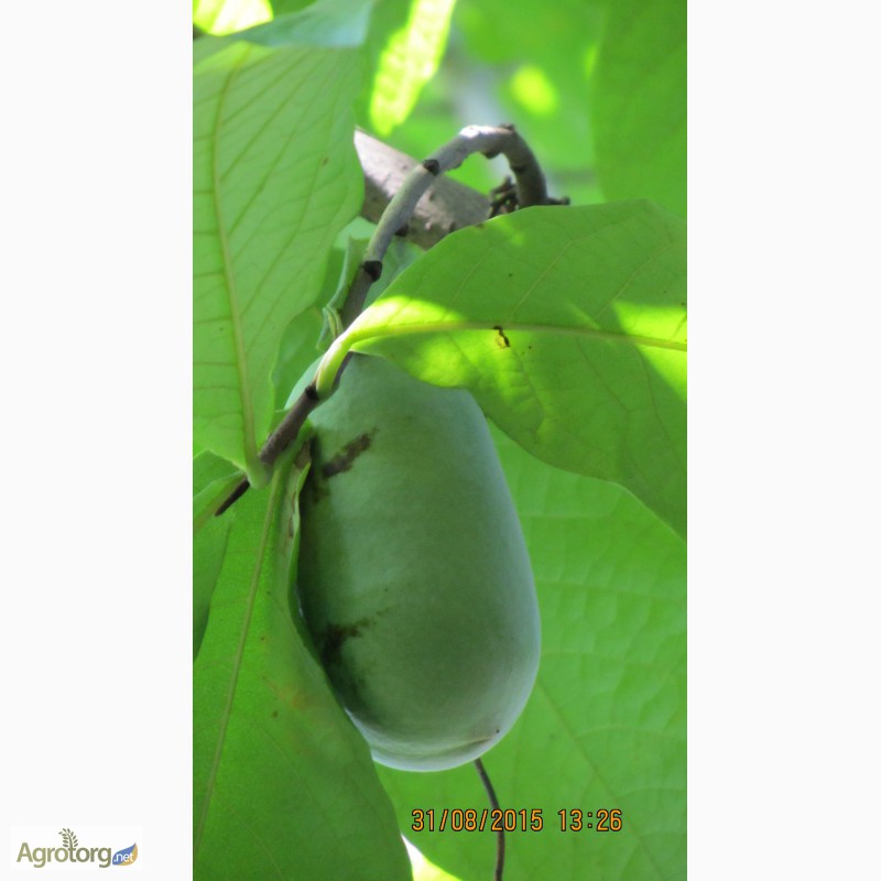 Фото 9. Фруктовая экзотика (манго, ананас, земляника в одном вкусе) - это Азимина. Саженцы Азимины