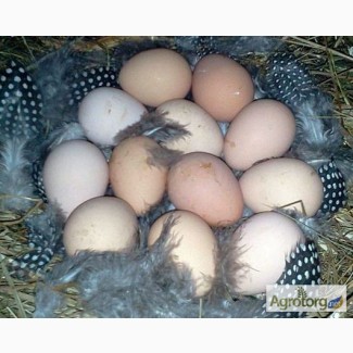 Яйца цесарок инкубационные продаю