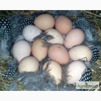 Яйца цесарок инкубационные продаю