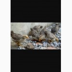 Цыплята(курчата) породи Борковская Барвиста М ясо-яєчна несушка