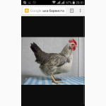 Цыплята(курчата) породи Борковская Барвиста М ясо-яєчна несушка