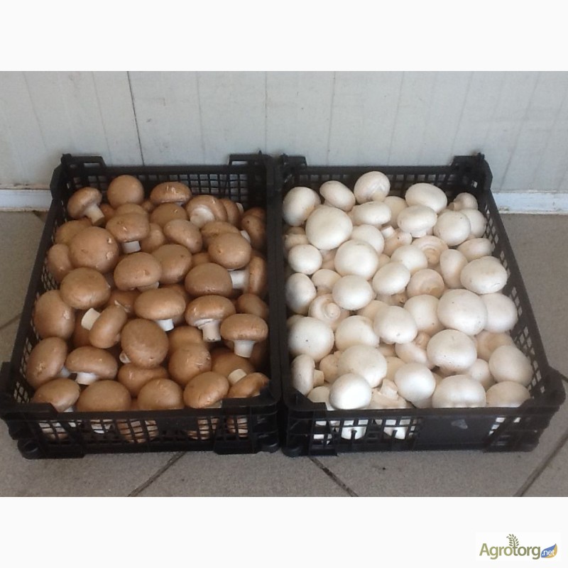 Фото 2. Купим грибы свежие и консервированные, Маринованные