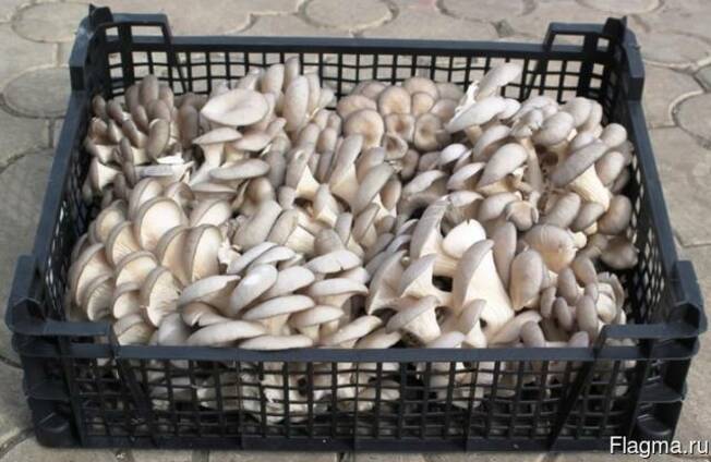 Фото 3. Купим грибы свежие и консервированные, Маринованные