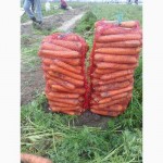 Реализуем Морковь Оптом