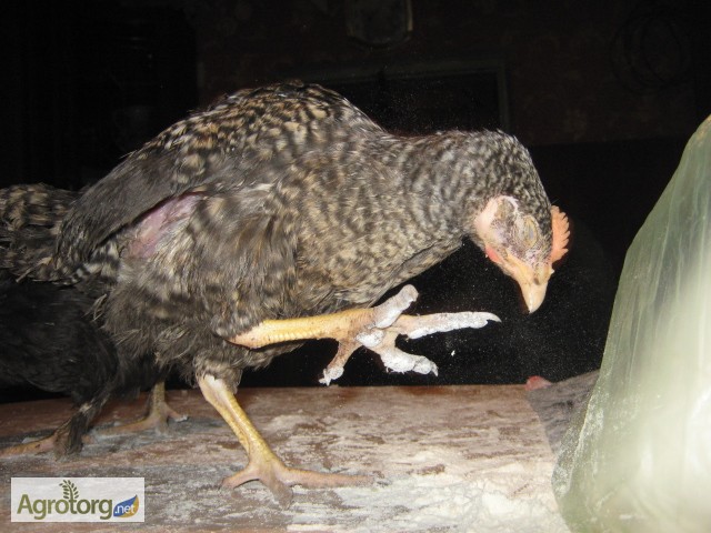Фото 2. Домашние цыплята курей-несушек
