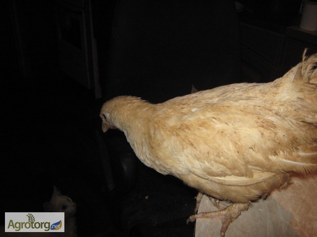 Фото 4. Домашние цыплята курей-несушек