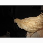 Домашние цыплята курей-несушек