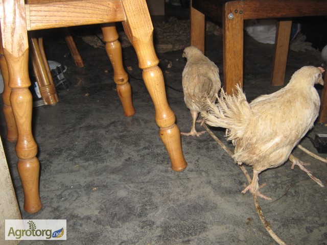 Фото 5. Домашние цыплята курей-несушек