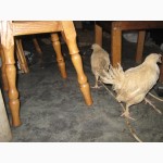 Домашние цыплята курей-несушек