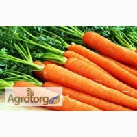 Куплю морковь оптом от 10 тонн