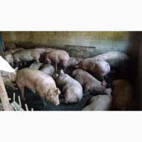 Продам мясных свиней
