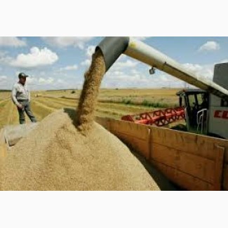 Підприємство закуповує С/Г продукцію Пшеницю (2-6 класу) по всім регіонам України