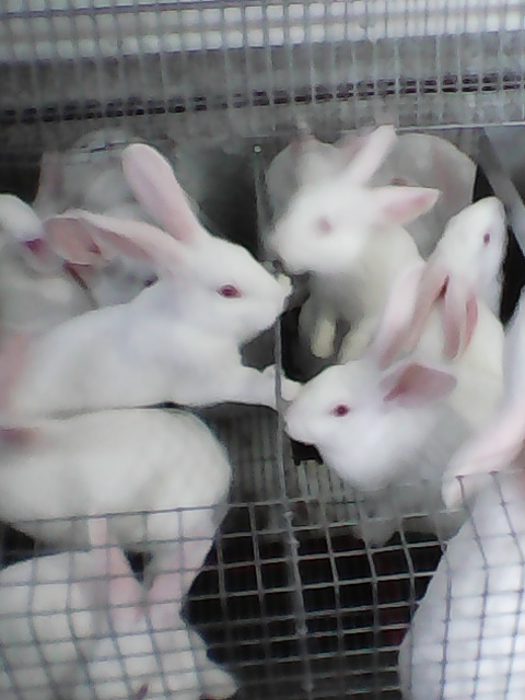 Продам кролів породи Термонська біла