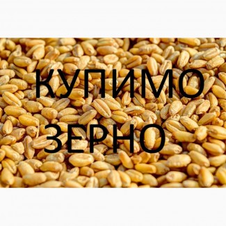 Закуповуємо пшеницю фуражну по Волинській області