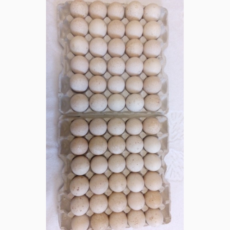 Фото 2. Инкубационные яйца индюков