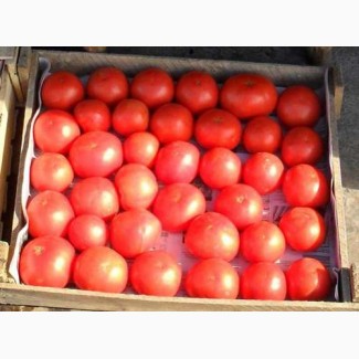 Продаем помидоры оптом, мелким оптом