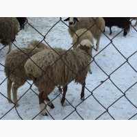 Продам ярки, овцематки гиссарской породы курдючные