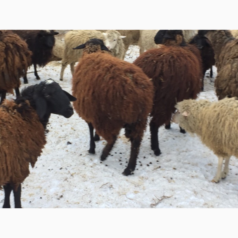 Фото 3. Продам ярки, овцематки гиссарской породы курдючные