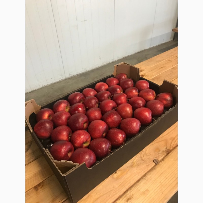 Фото 2. Продаємо яблука урожай 2018