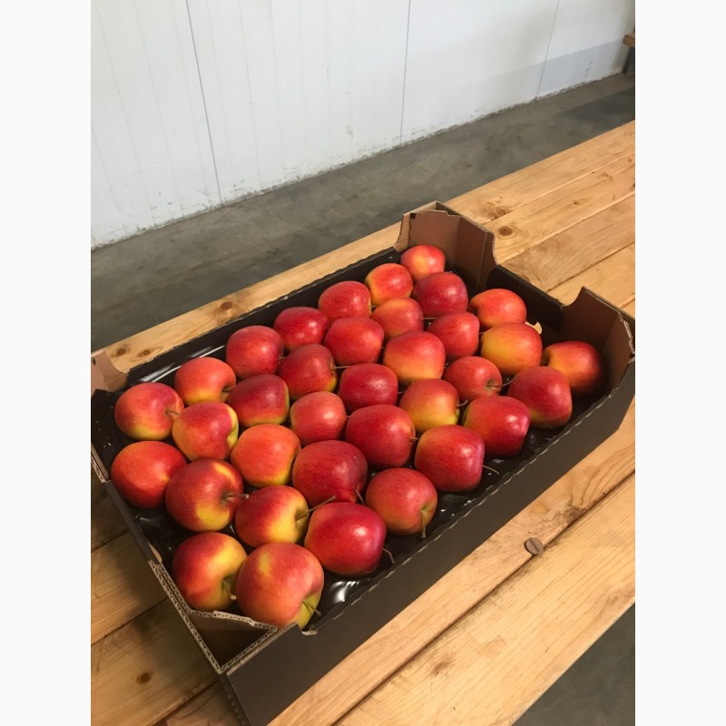 Фото 3. Продаємо яблука урожай 2018